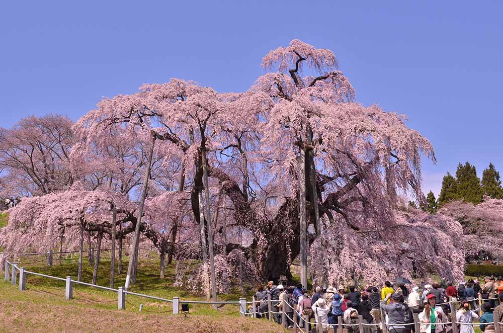 🌸 요시타카의 큰 벚나무(요시타카노오자쿠라)